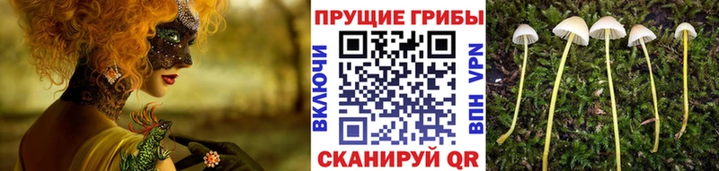 Галлюциногенные грибы Psilocybe  Апрелевка 
